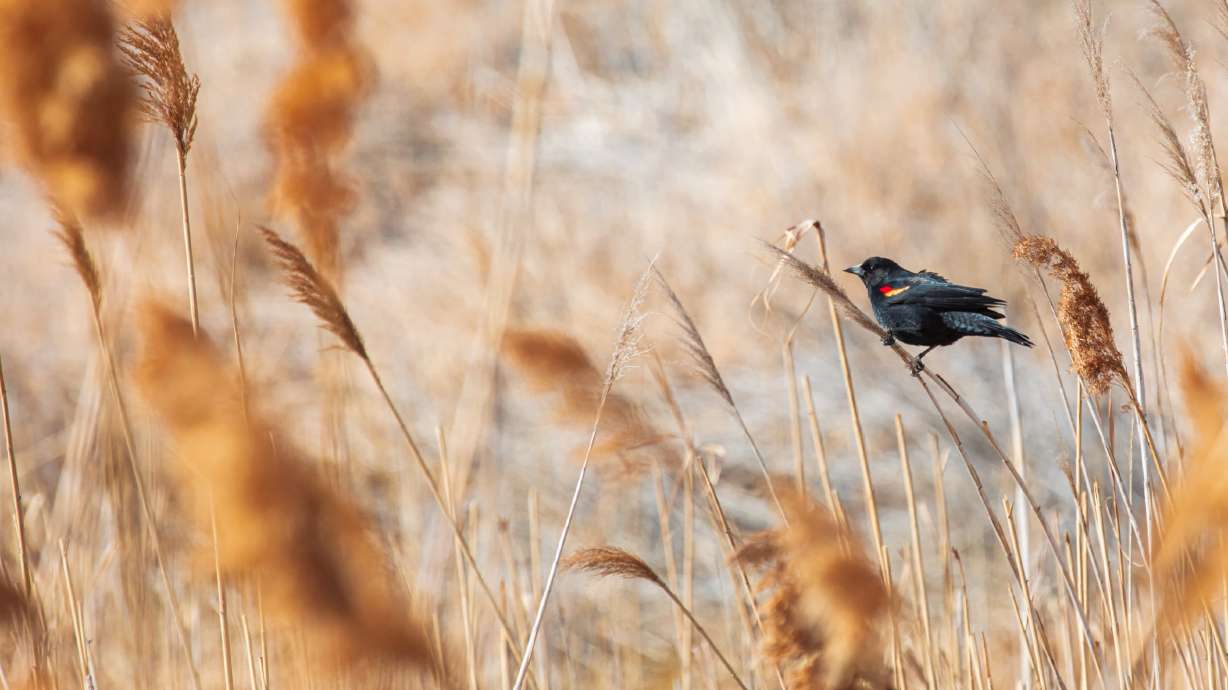 A red-winged blackbird at the Farmington Bay Waterfowl Management Area on Feb. 6, 2021. The Church of Jesus Christ of Latter-day Saints is donating $3 million toward the state's effort to remove the invasive plant species.
