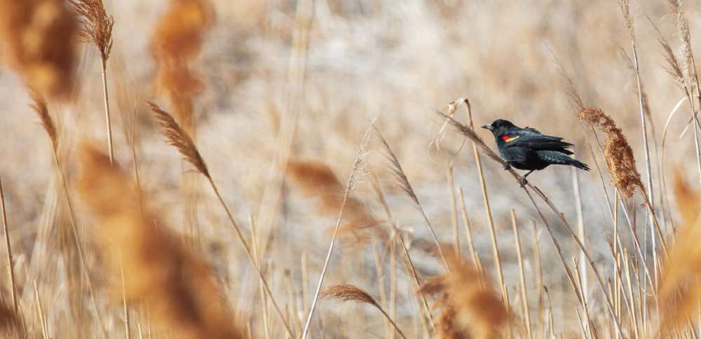Church of Jesus Christ donates $3M to Utah's effort to remove phragmites along Great Salt Lake