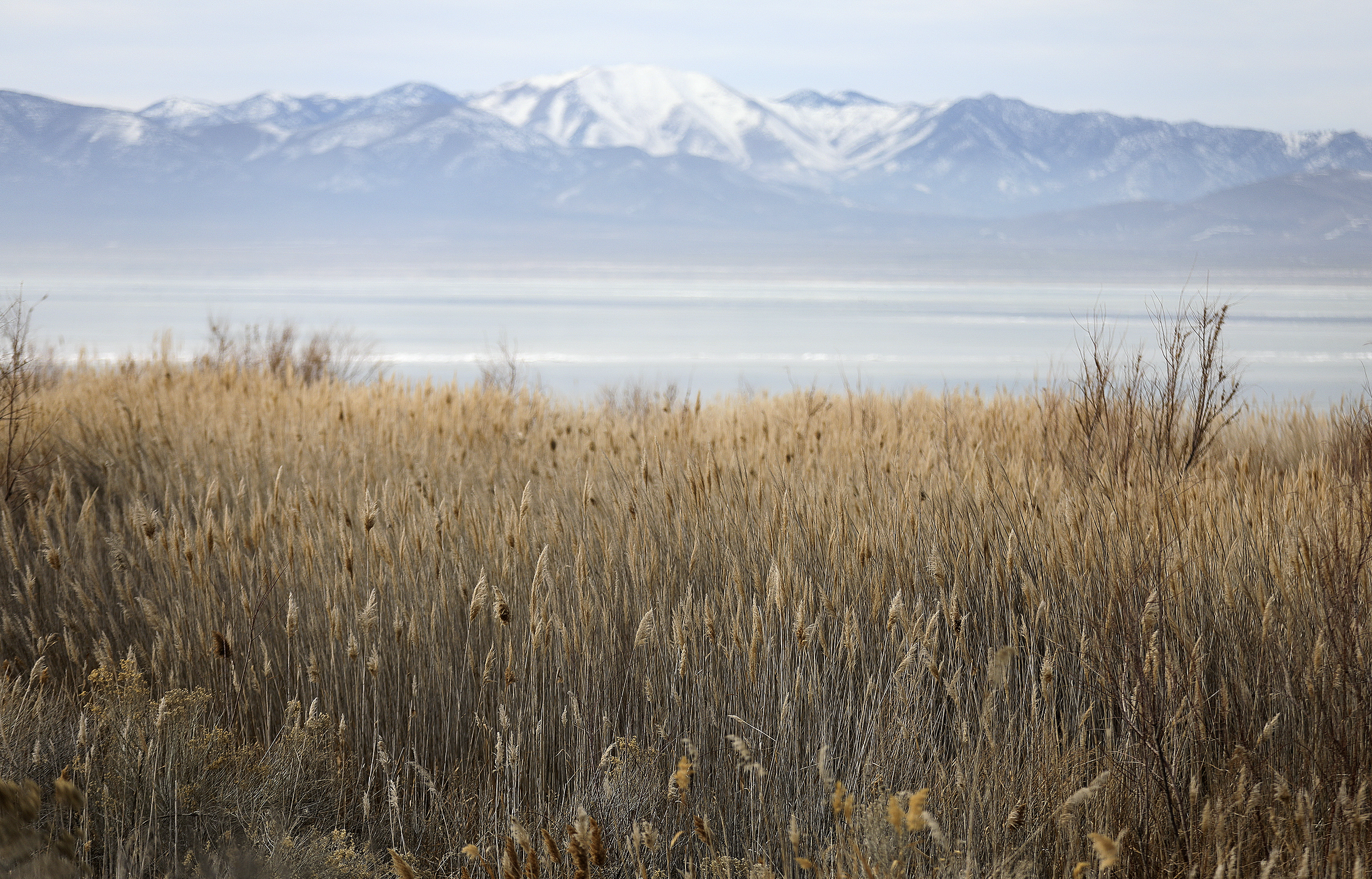 Dense phragmites line the shores of Utah Lake, near Mulberry Beach on Jan. 13. The Utah Division of Forestry, Fire and State Lands on Thursday announced that it has canceled the state's $6 billion-plus plan to create human-made islands at Utah Lake.
