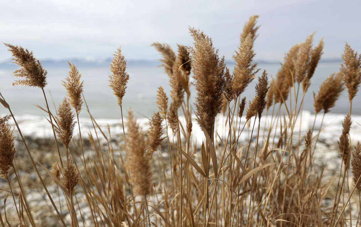 Phragmites line the shore of Utah Lake near Mulberry Beach in Utah County on Jan. 13, 2022.