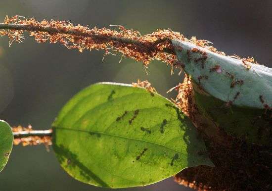 A colony of weaver ants build their nest from leaves in Kuala Lumpur, Jan. 31, 2009.