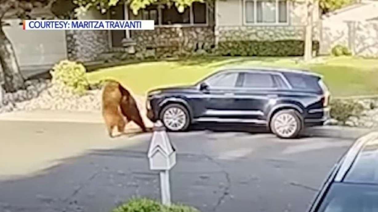 Security camera footage captured two bears fighting midday in a residential street in California.