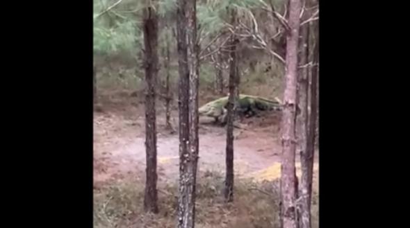 An alligator meanders through planted pines in Macon County, Georgia, almost a mile from a river and retention pond where the 13-foot gator is known to reside.