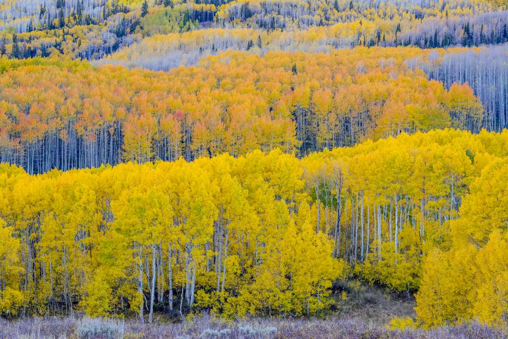 An undated photo of aspen trees near Guardsman Pass, located between Salt Lake and Summit counties.