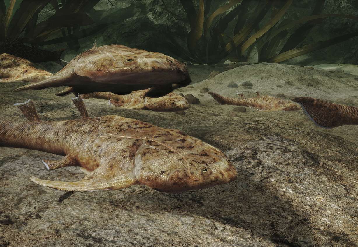 This illustration provided by Heming Zhang in September depicts Xiushanosteus mirabilis, one of the fossil fish, more than 400 million years old, which were found by researchers in southern China, announced in a series of studies published in the journal Nature on Wednesday.