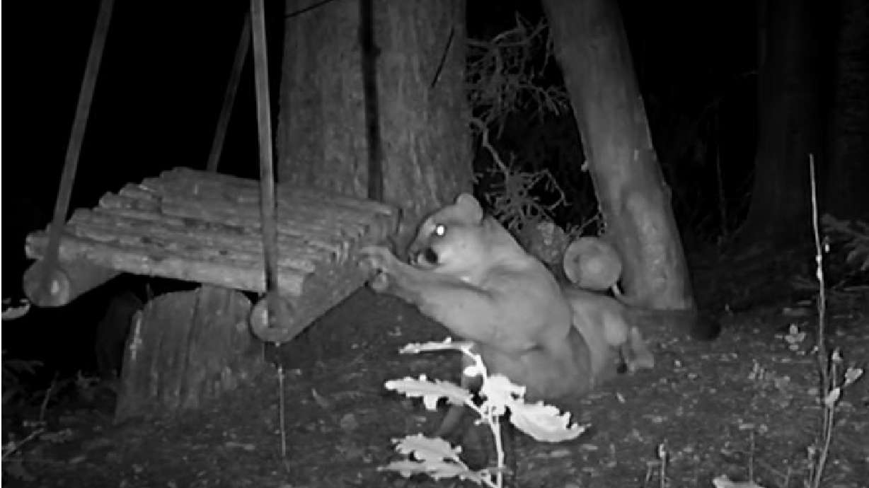 A mountain lion experiences a swing in a video posted Sept. 6.
