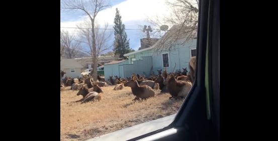 A herd of elk lounge in a front yard in Estes, Colorado.