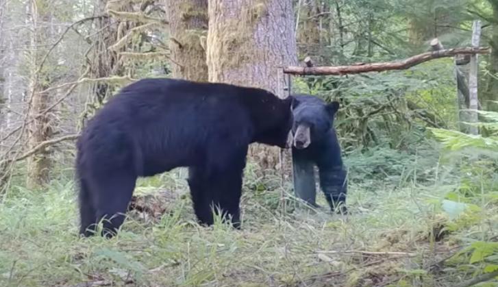 A bear encounters a mirror in the Pacific Northwest.
