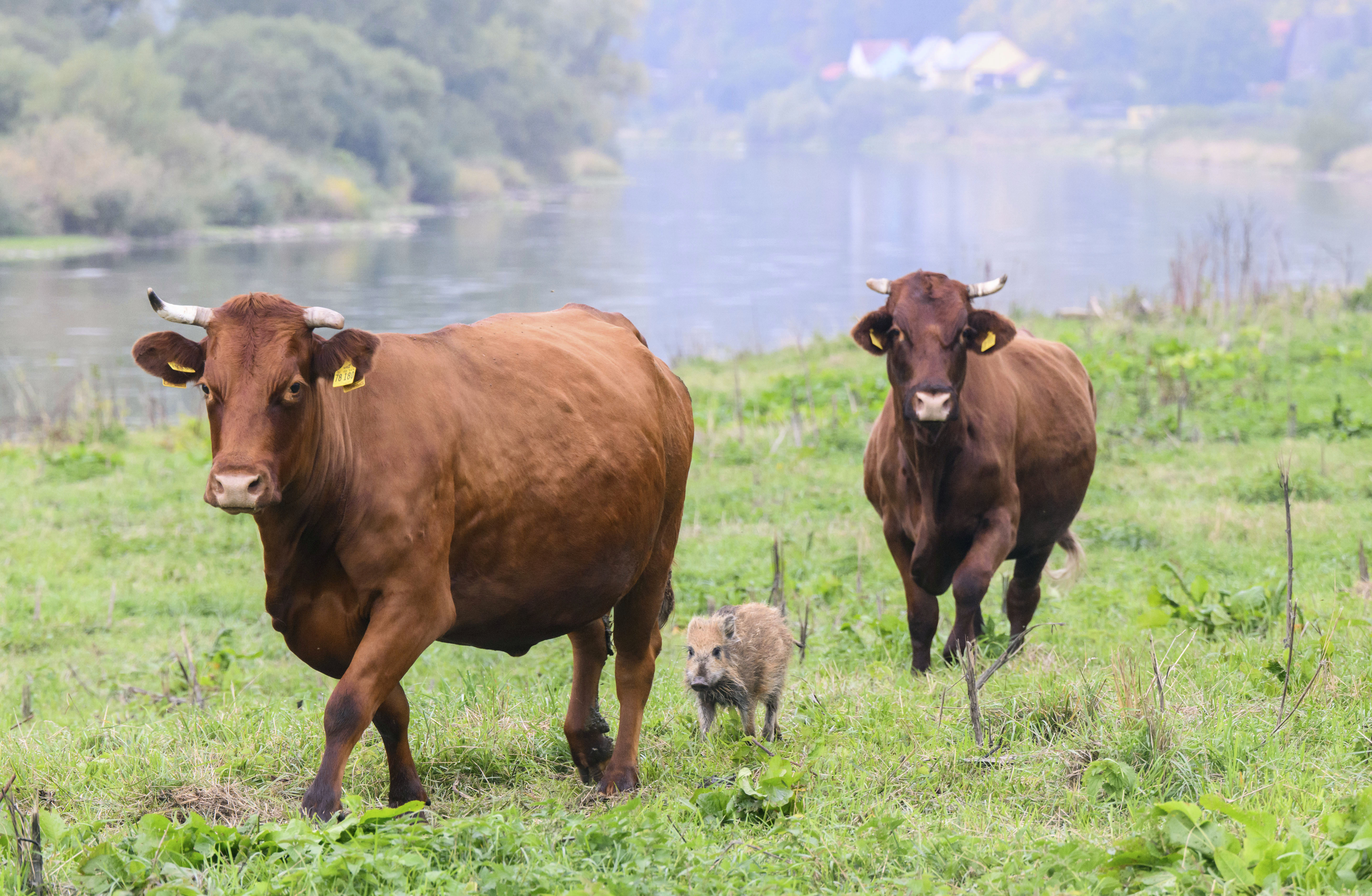 Wild boar "Frida" runs between two cows on a pasture near the river Weser in the district of Holzminden, Germany, Thursday. A cow herd in Germany has gained an unlikely following, after adopting a lone wild boar piglet.