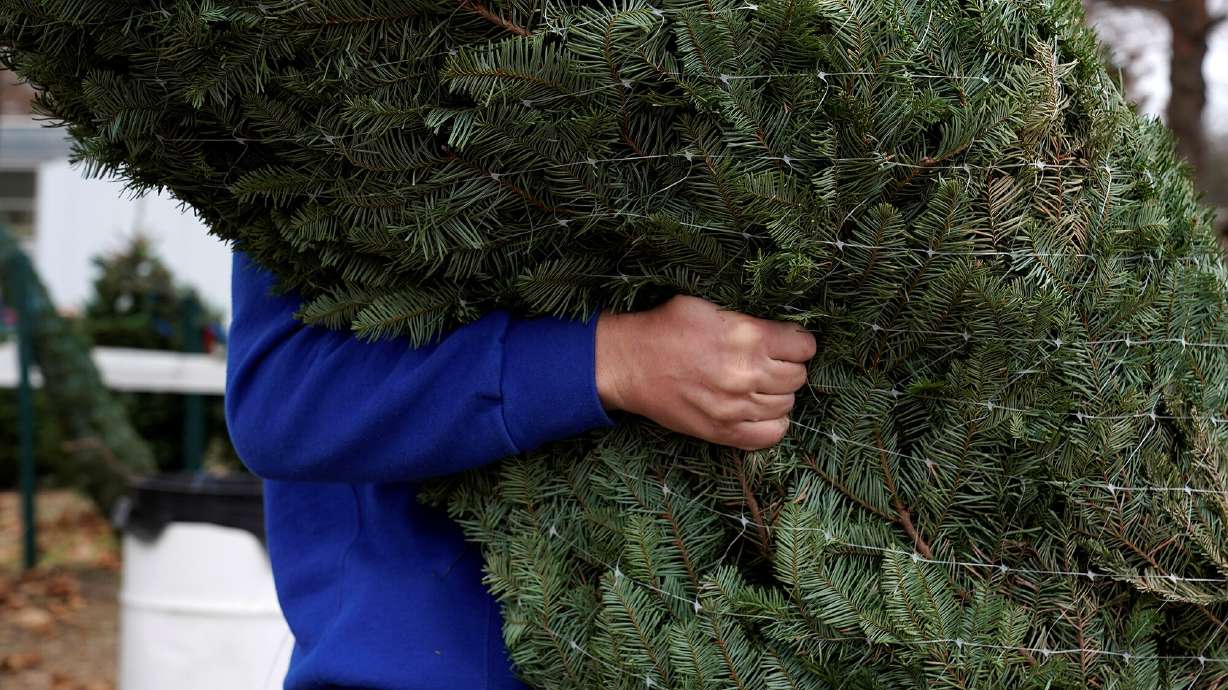 A worker carries a Christmas tree at Sorghum Mill Christmas Tree Farm in Edmond, Oklahoma, Dec. 4, 2021. Expect to pay more for that perfect fir, pine or spruce compared to last year.