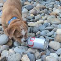 Have You Seen This? Puppy takes on fierce enemy — Diet Coke