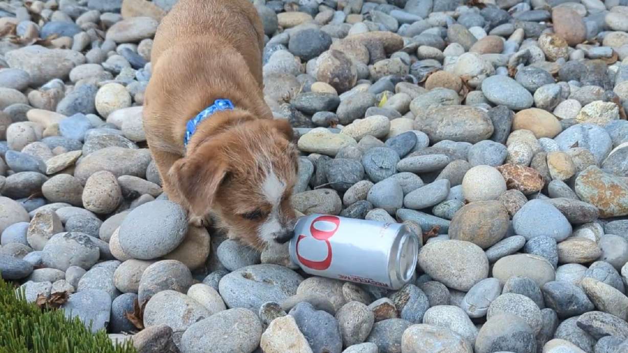 Gary, an 8-week-old puppy in California, fights a Diet Coke can in his front yard.