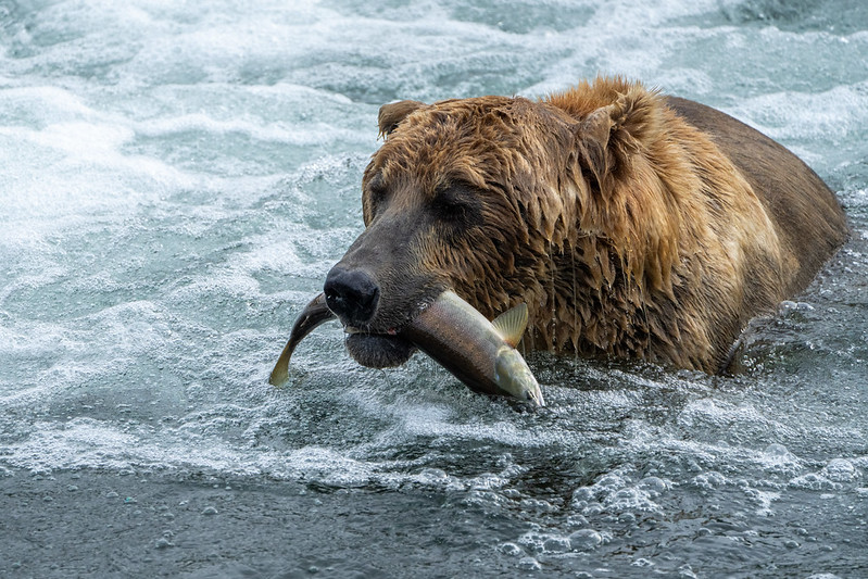 480 Otis with a fish on July 23. The bear is the defending champion of Fat Bear Week, which returns Wednesday.