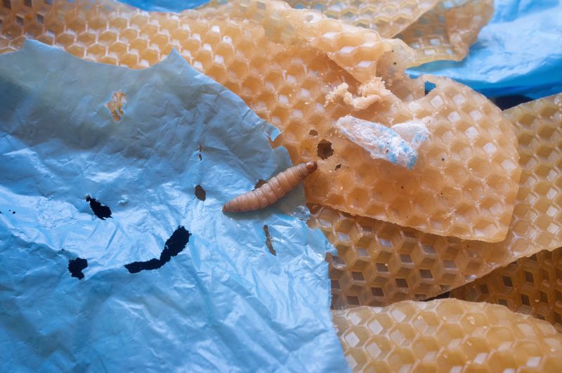 A wax worm, moth larva that eats wax made by bees to build honeycombs, is seen in a laboratory in this undated handout photograph obtained by Reuters on Oct. 4. New research shows that two enzymes in the saliva of these worms readily break down polyethylene.