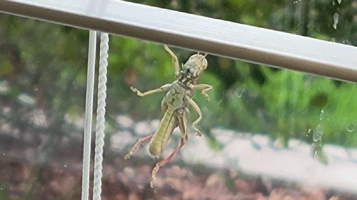 A grasshopper crawls up a window in St. George, Tuesday. Residents have noticed a proliferation of the hoppers in recent weeks.