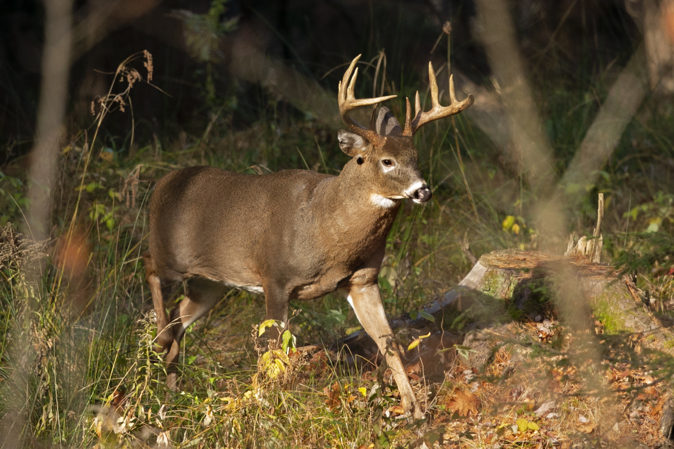 A five-point white-tailed deer walks through the woods in Freeport, Maine, on Nov. 10, 2015. The first confirmed case this year of chronic wasting disease has been detected in a deer in Idaho County in north-central Idaho, state wildlife officials said on Friday.