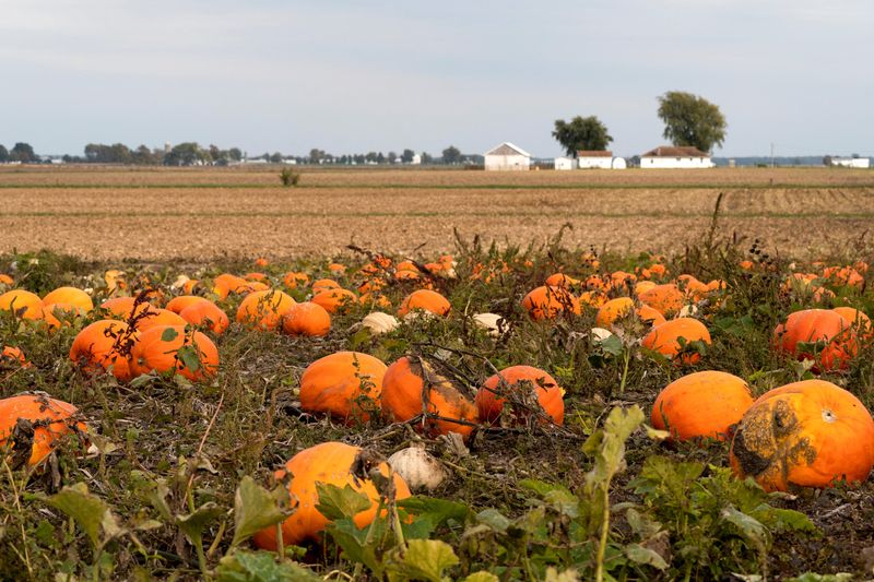 Pumpkins sit in a field at The Great Pumpkin Patch in Aurthur, Illinois, Oct. 23, 2021. From the perennial popularity of Starbucks' Pumpkin Spice Lattes to the annual introduction of creative new pumpkin-related products, the brightly-colored crop seems to hold a special place in the hearts, minds and wallets of Americans.