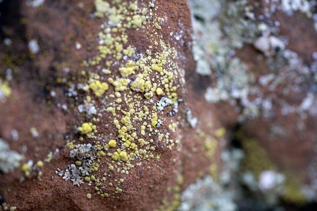 Why you should care about these organisms scattered throughout the Southern Utah desert