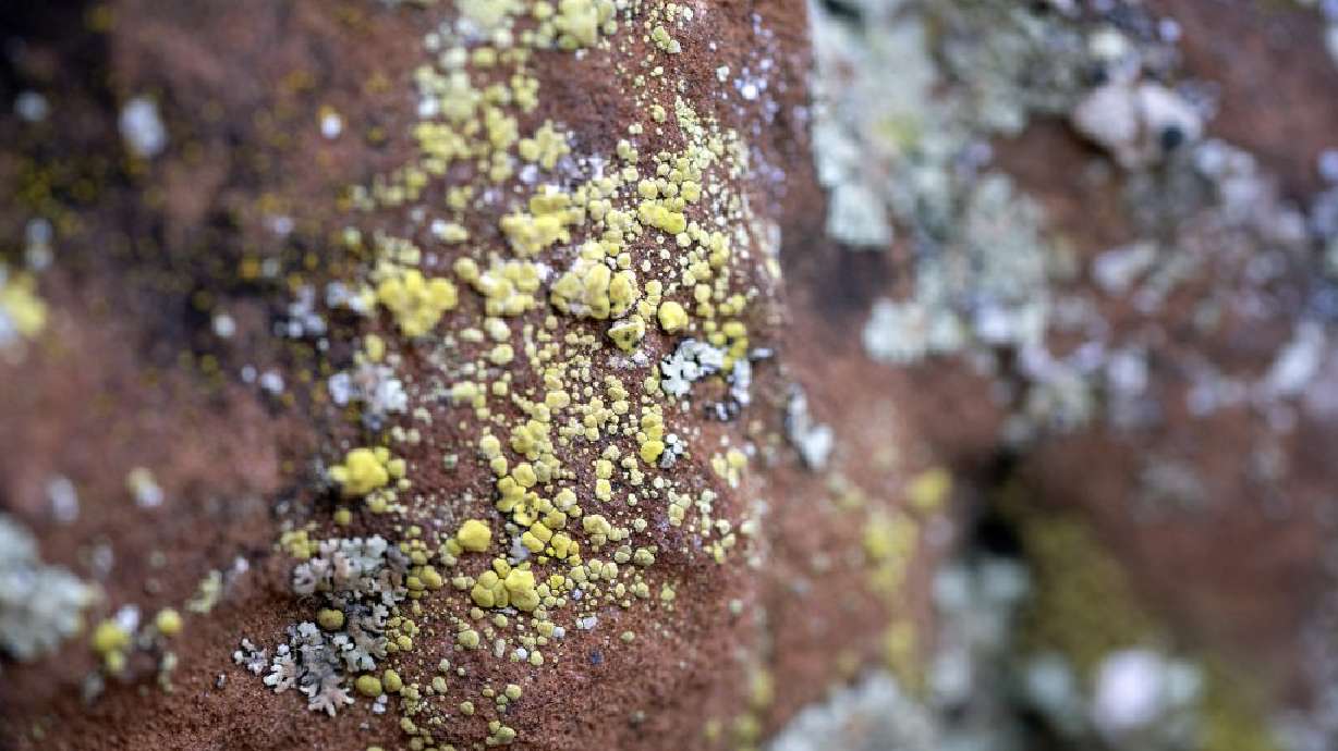 Lichen found at Snow Canyon State Park, Utah, Sept. 23. These odd-looking organisms are found in a wide variety of environments and climates and can survive in extreme conditions.