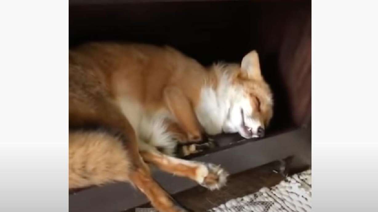 A fox is seen — and heard — sleeping in this video posted to YouTube in August 2018.