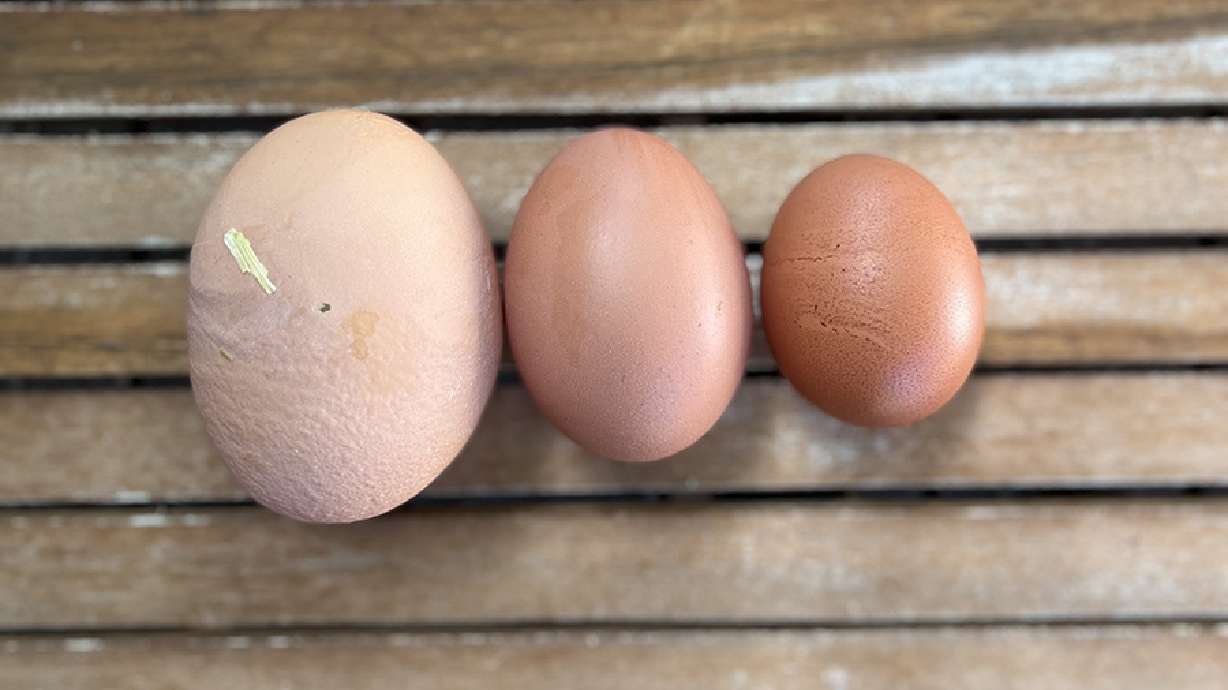 An egg in an egg, a double-yoke egg, and a normal egg are shown. A backyard hen surprised an Idaho family after they noticed she laid a giant egg only to discover it had another egg inside of it. And it has happened seven times.