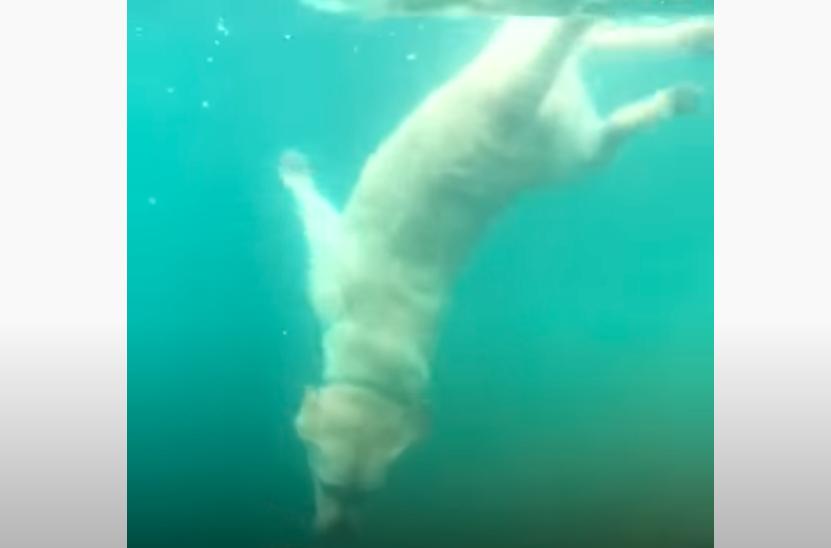 Max, a golden labrador, acts like a mermaid in the water, his owner says.