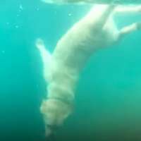 Have You Seen This? Yellow labrador thinks he's mermaid