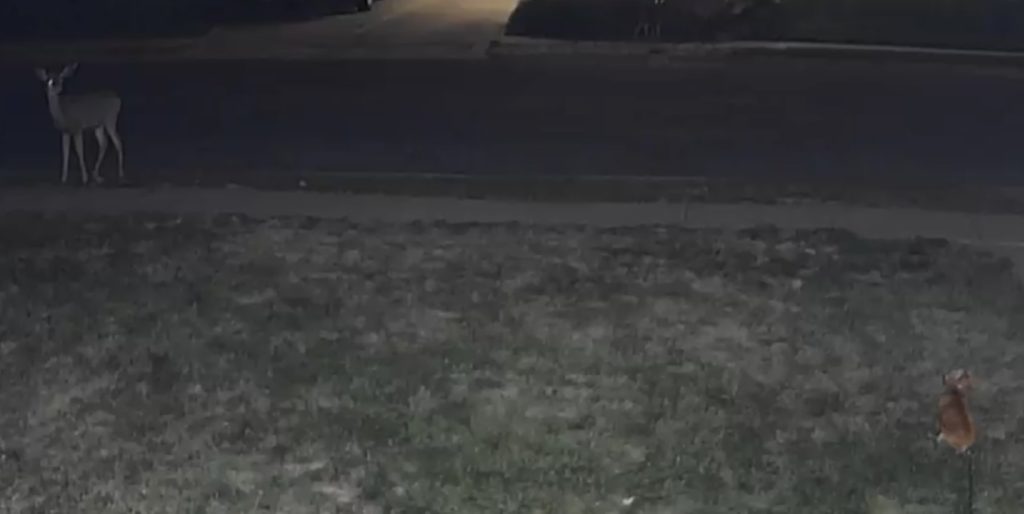 Bella and the wild deer in the front yard at the home of Lacey Randall and Matt Unrein.