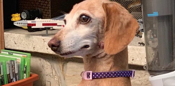 A photo of Lacey Randall's dog, Bella, who was injured after she was attacked by a deer last week in Bountiful.