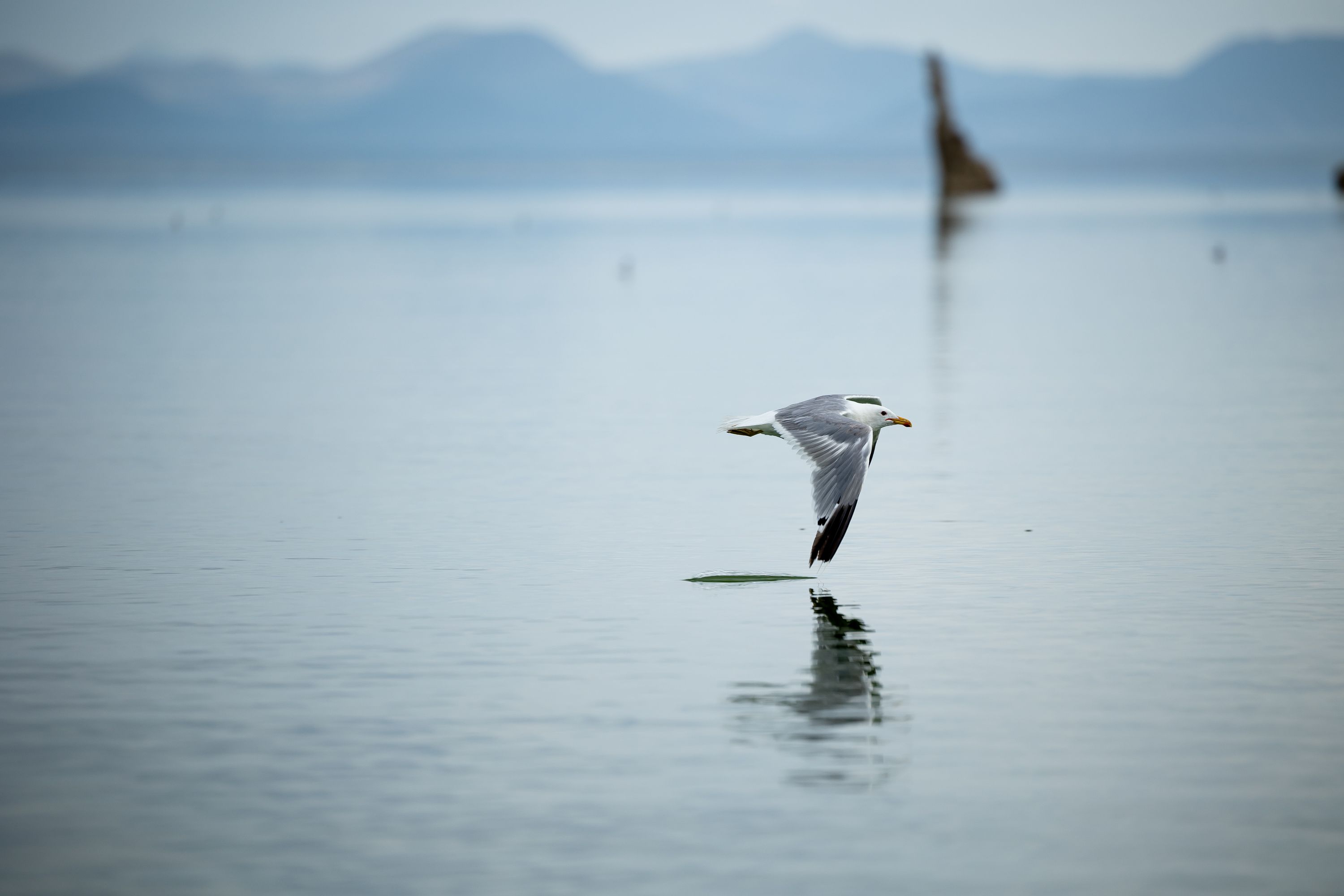 A California gull sweeps the surface of Mono Lake near Lee Vining, California, on Tuesday, Aug. 9.