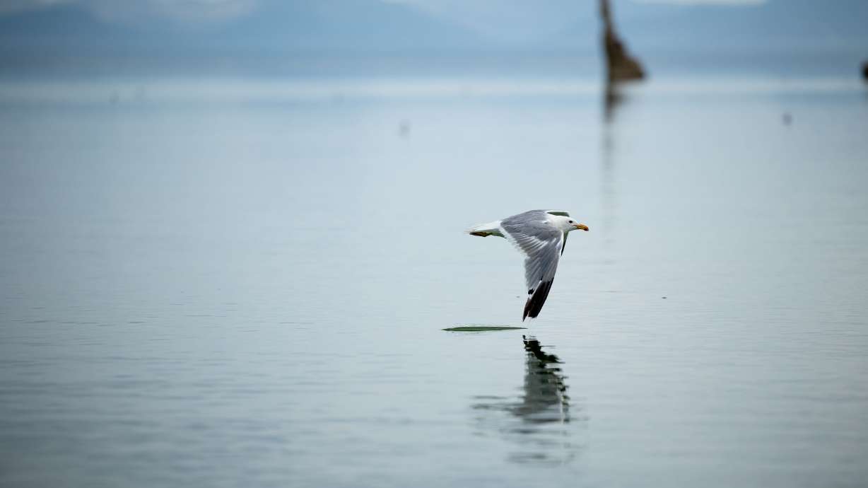 A California gull sweeps the surface of Mono Lake near Lee Vining, California, on Tuesday, Aug. 9.