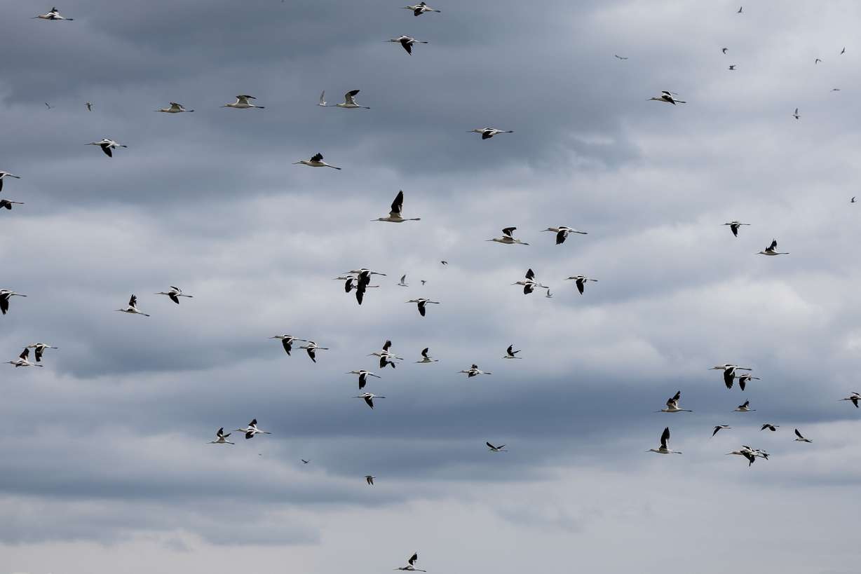 Birds take flight over the Great Salt Lake in Farmington Bay on Friday, Aug. 19.