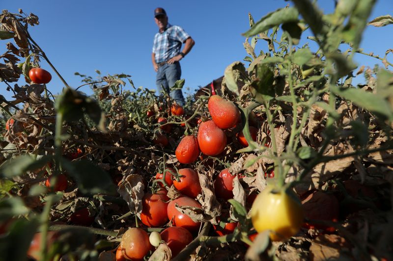 Processing tomatoes dried up by heat and drought hang on vines on a farm belonging to farmer Aaron Barcellos in Los Banos, Calif., Sept. 6. A lack of rain and snow and restricted water supplies from the Colorado River have withered summer crops like tomatoes and onions and threatened leafy greens grown in the winter.