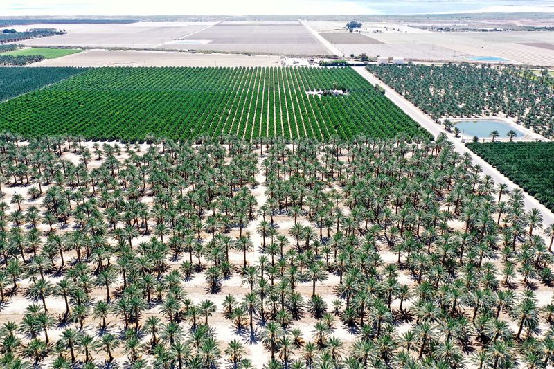 A view of fields in the Coachella Valley in Mecca, Calif., Sept. 19.