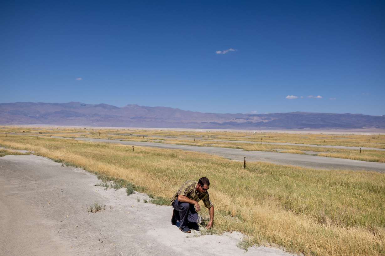 Phill Kiddoo, air pollution control officer for the Great Basin Unified Air Pollution Control District, looks at a managed vegetation area of the Owens Lake Dust Mitigation Program on the dry lakebed in Inyo County, California, while giving journalists a tour on Aug. 10. Managed vegetation is one of the “best available control measures” used to mitigate dust that would otherwise be kicked up from the dry lakebed.