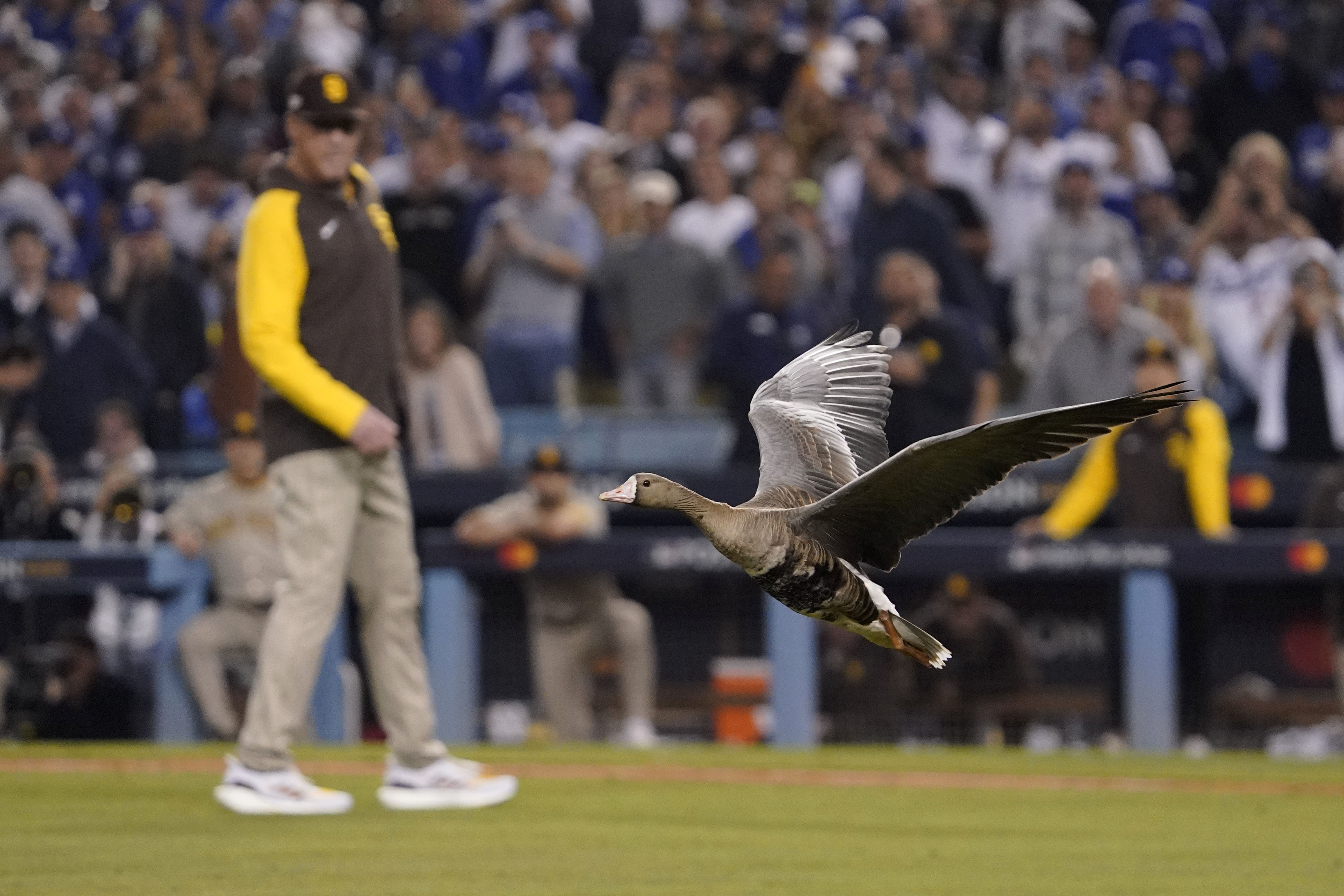 A goose takes flight over the infield during the eighth inning in Game 2 of a baseball NL Division Series between the Los Angeles Dodgers and the San Diego Padres, Wednesday, Oct. 12, 2022, in Los Angeles.