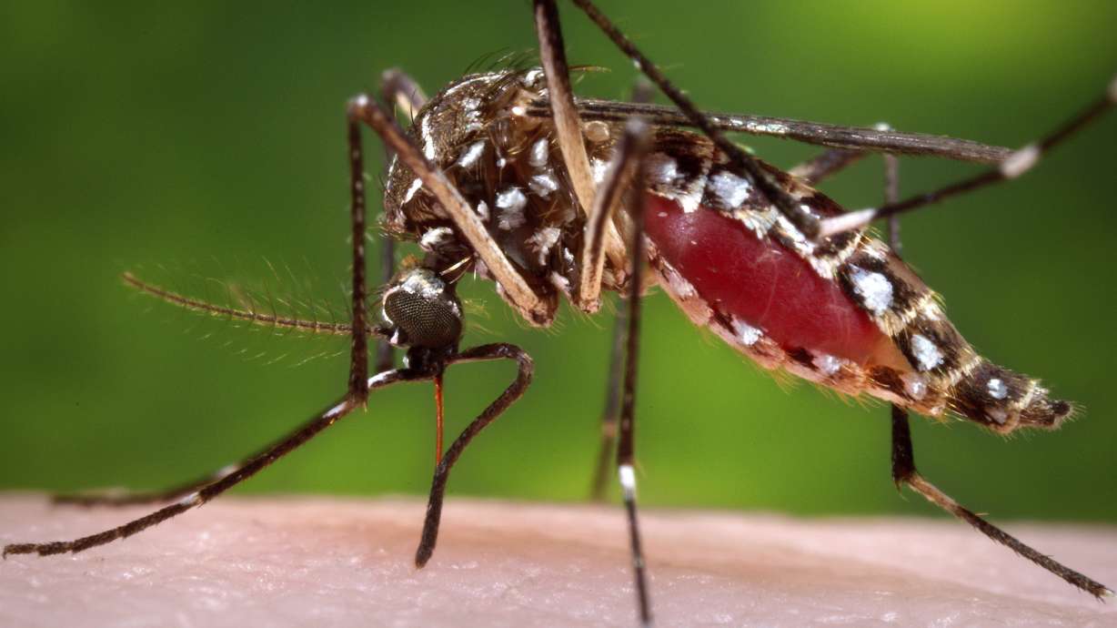 A female Aedes aegypti mosquito in the process of acquiring a blood meal from a human host. A study published Friday in the journal Cell, finds that certain people really are “mosquito magnets,” who get bitten more than others.
