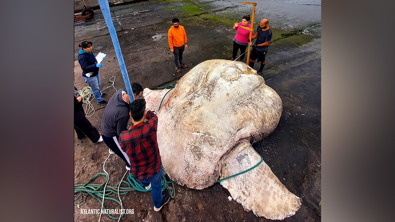 The giant sunfish was carefully lifted by a forklift so that it could be weighed and measured.