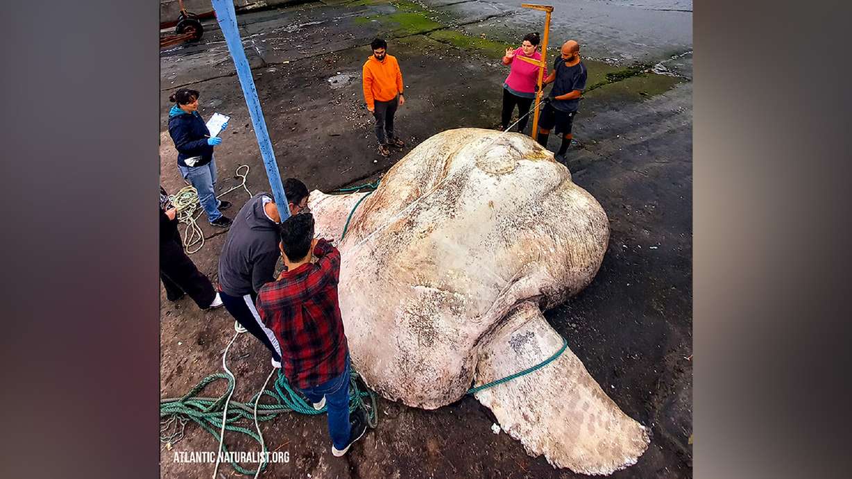 The giant sunfish was carefully lifted by a forklift so that it could be weighed and measured.
