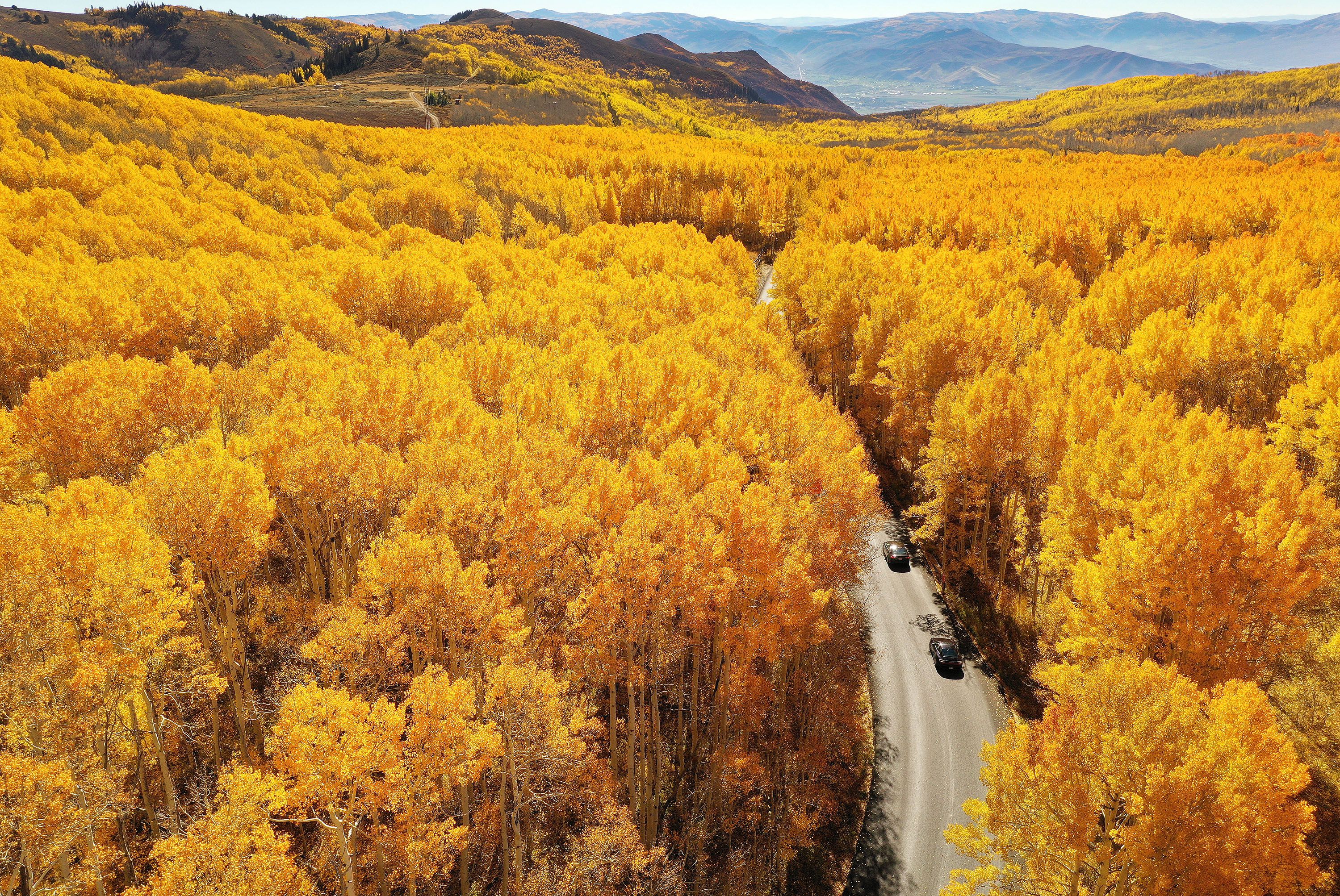 Motorists drive through colorful fall leaves near Guardsman Pass in Big Cottonwood Canyon on Oct. 14.