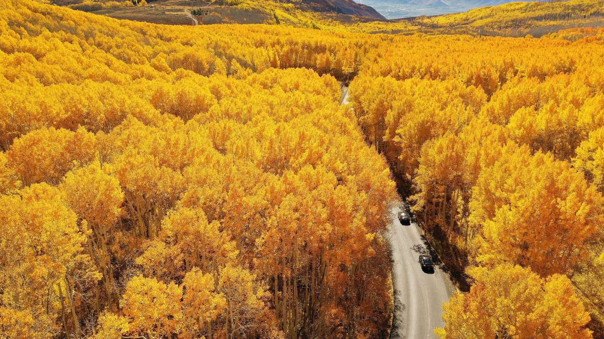 Motorists drive through colorful fall leaves near Guardsman Pass in Big Cottonwood Canyon on Oct. 14.