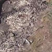 Thousands of fish died during Utah reservoir maintenance project