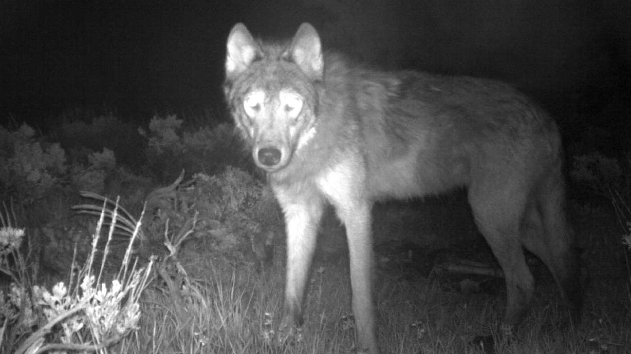 This June 3, 2020, image released by Colorado Parks and Wildlife shows a wolf on a state game camera in Moffat County, Colo. The founder of Utah’s powerful Sportsmen for Fish and Wildlife lobbying organization warned a committee of Utah lawmakers on Wednesday that wolves are perched on Utah’s doorstep and should they make an entrance the fallout would be devastating.