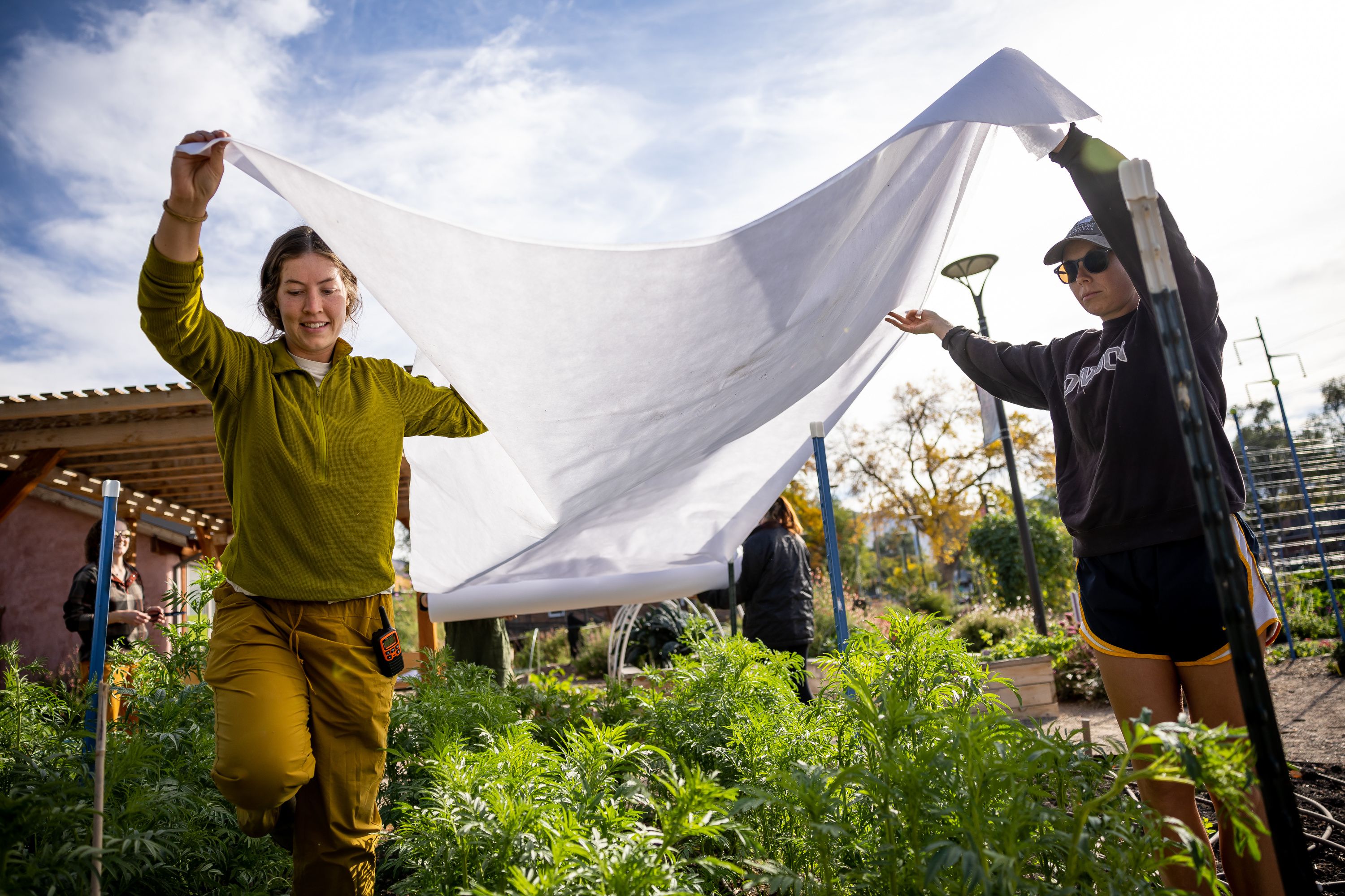 Sarah Wayment, left, Savannah Simmons-Grover, right, and other employees at the Wasatch Community Gardens roll out frost cloth to cover marigolds in the garden at 629 E. 800 S. in Salt Lake City on Friday. 