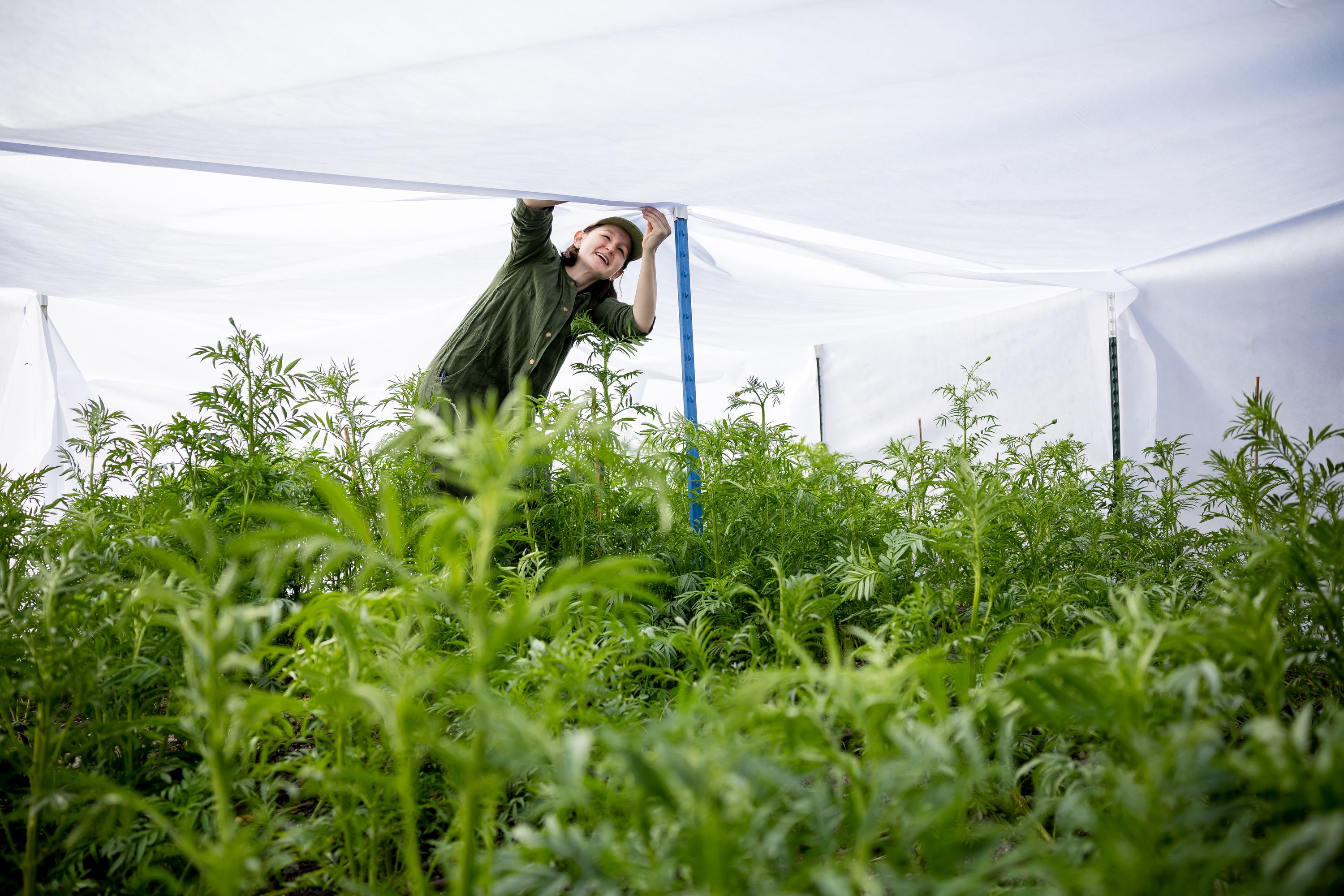 Katie Mulliken helps other employees at Wasatch Community Gardens cover a plot of marigolds at the garden at 629 E. 800 S. in Salt Lake City on Friday. The marigolds are being grown for the organization’s upcoming Día de Muertos celebration and do not tolerate cold well, so the staff is covering them in advance of the coming cold weather system.