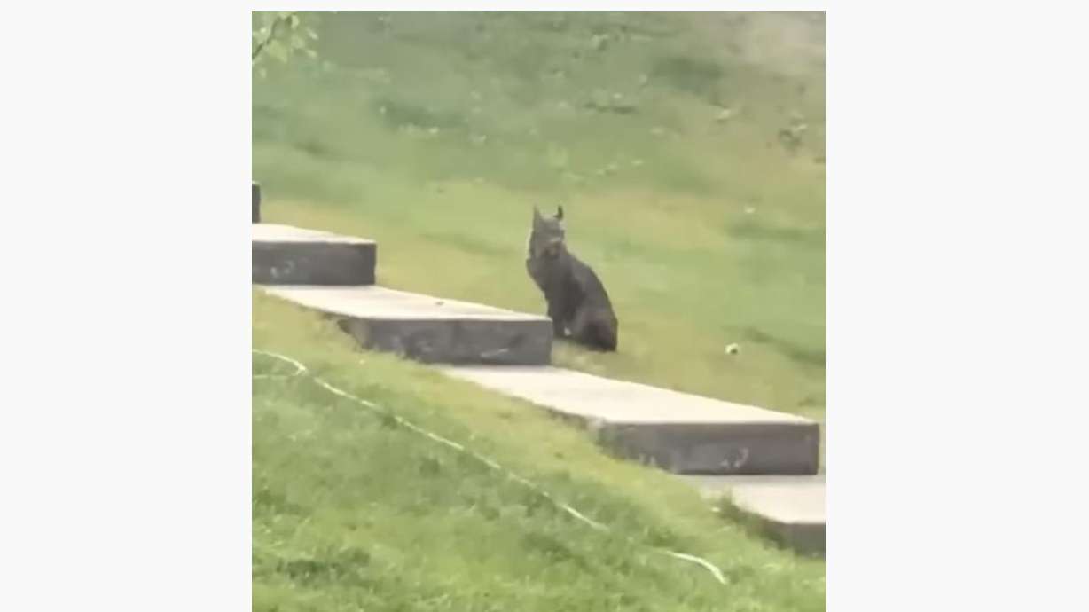 This encounter reportedly took place near Whitehorse, Yukon, Canada.