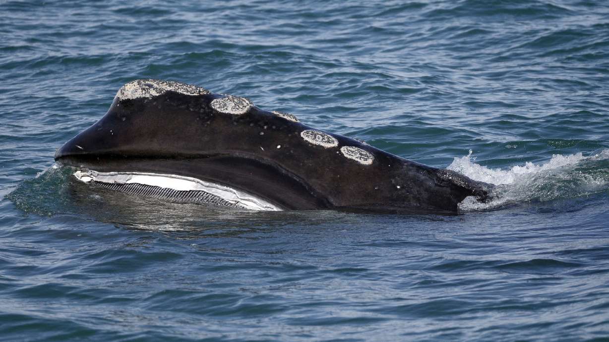 A North Atlantic right whale feeds on the surface of Cape Cod bay off the coast of Plymouth, Mass., March 28, 2018. Scientists released new data on Monday, that showed a vanishing species of whale declined in population by about 2% last year.