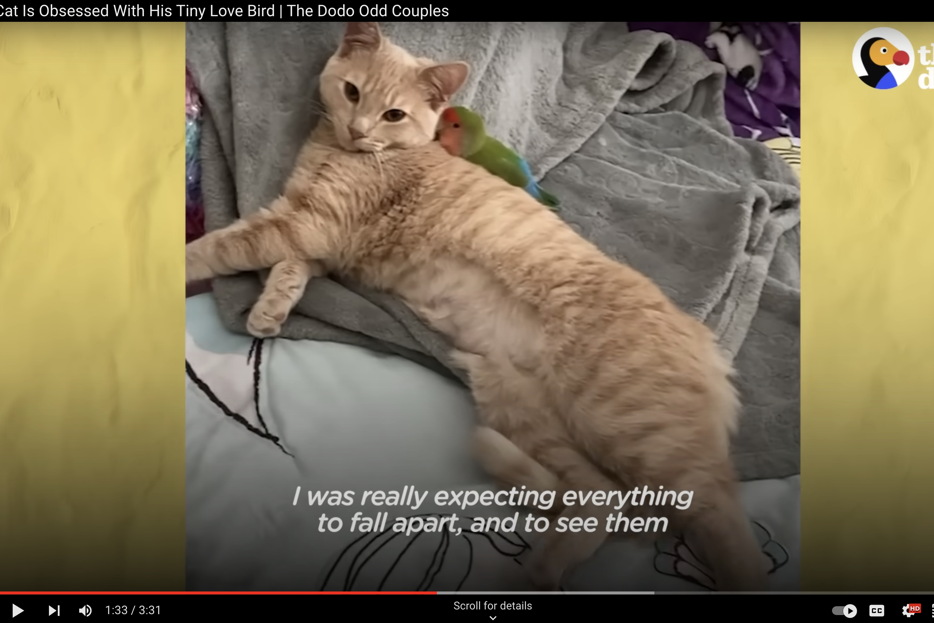 There are exceptions to nearly every rule of nature, according to the internet, and one lovebird named Chicken found true friendship with two cat brothers.