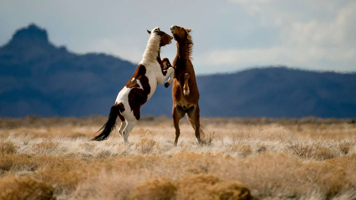 Wild horses of the Onaqui herd are pictured near Simpson Springs, in Tooele County, on March 20, 2020. After discovering the bodies of 16 wild horses presumably shot dead in San Juan County, brothers Wayne and Curtis Yanito are looking for answers.