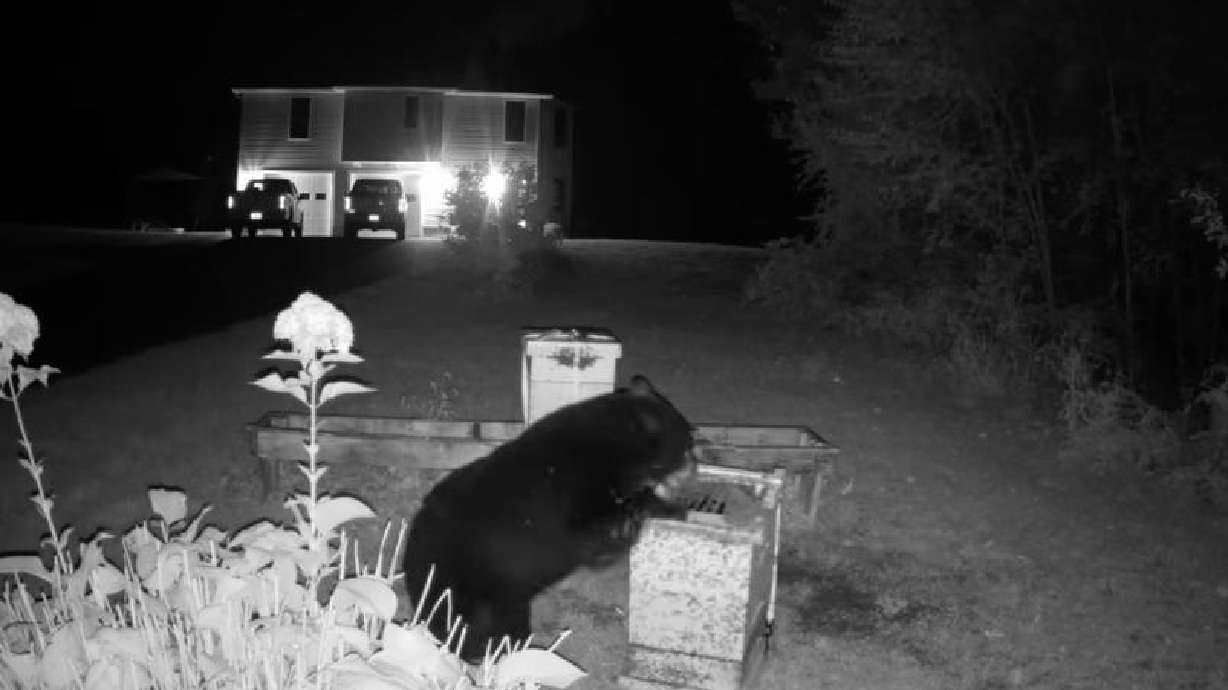 A hungry bear was confronted by angry bees when it tipped over a beehive in the backyard at a home in Somers, Connecticut, on Oct. 2.